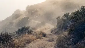 A well-worn hiking trail switchbacking up a green hillside
